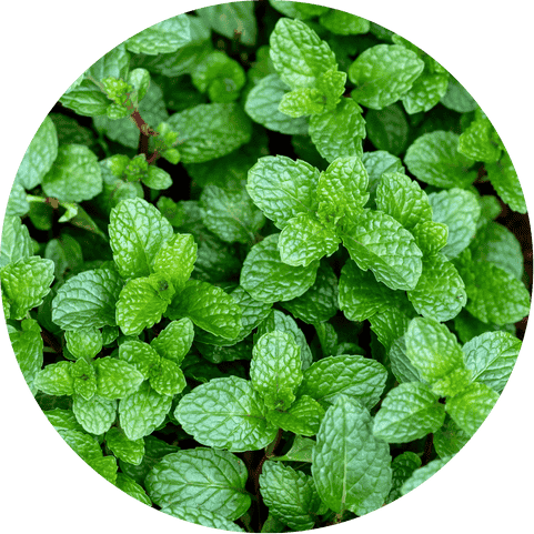 Menthol